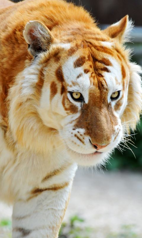 Animals
