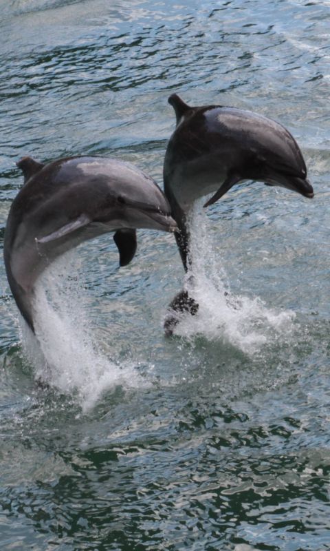 Animals