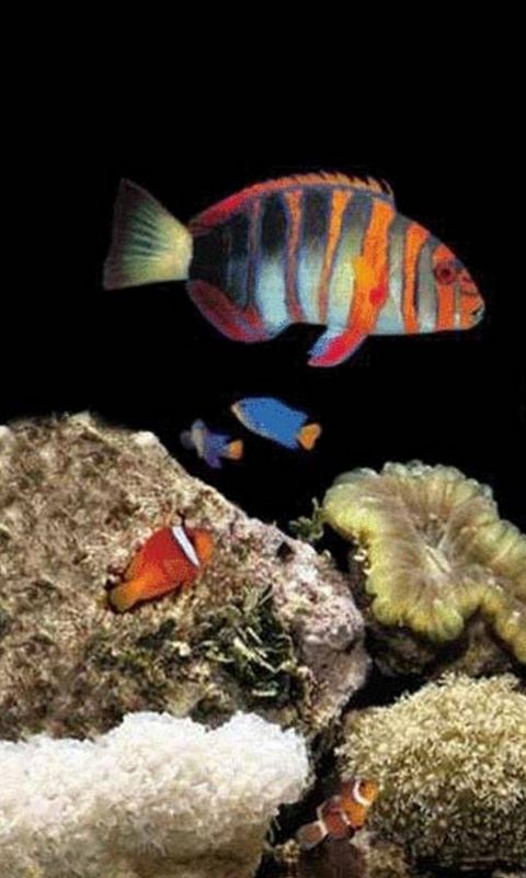 Animals