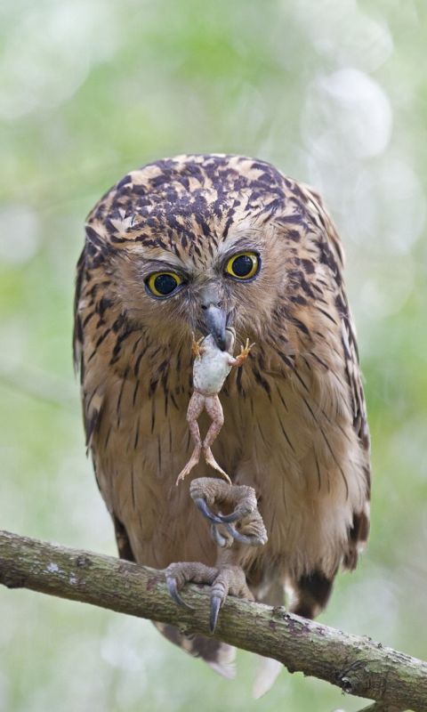 Animals