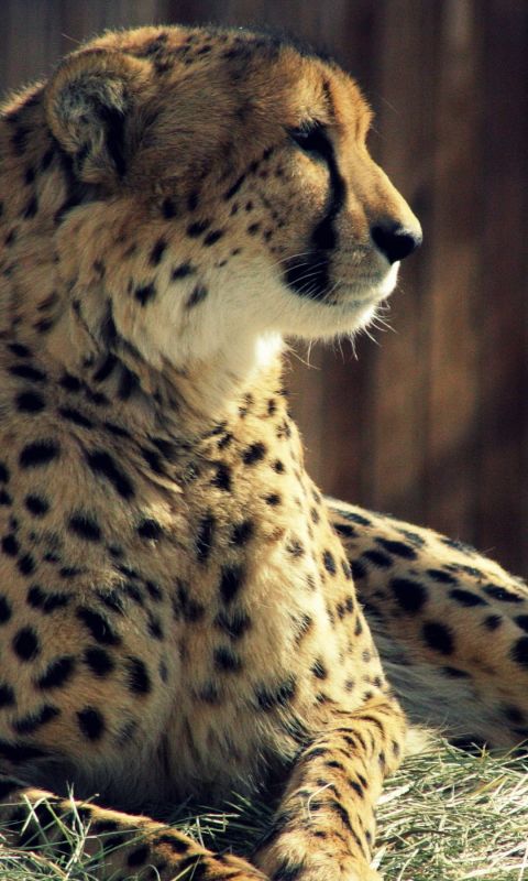 Animals