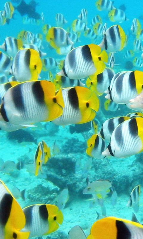 Animals