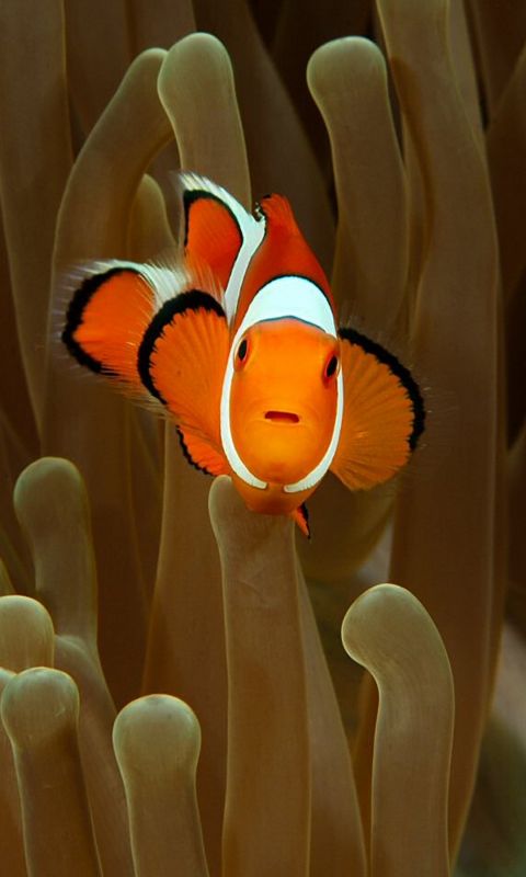 Animals