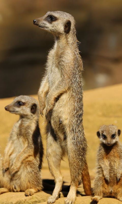 Animals
