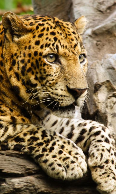 Animals