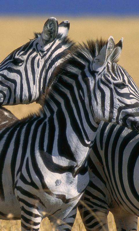 Animals