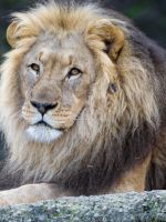 Animals