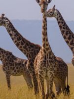 Animals