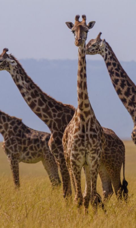 Animals