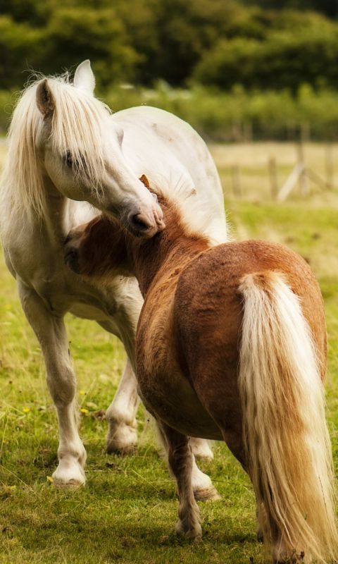 Animals