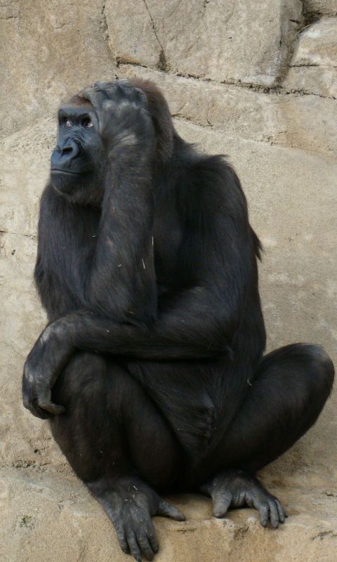 Animals