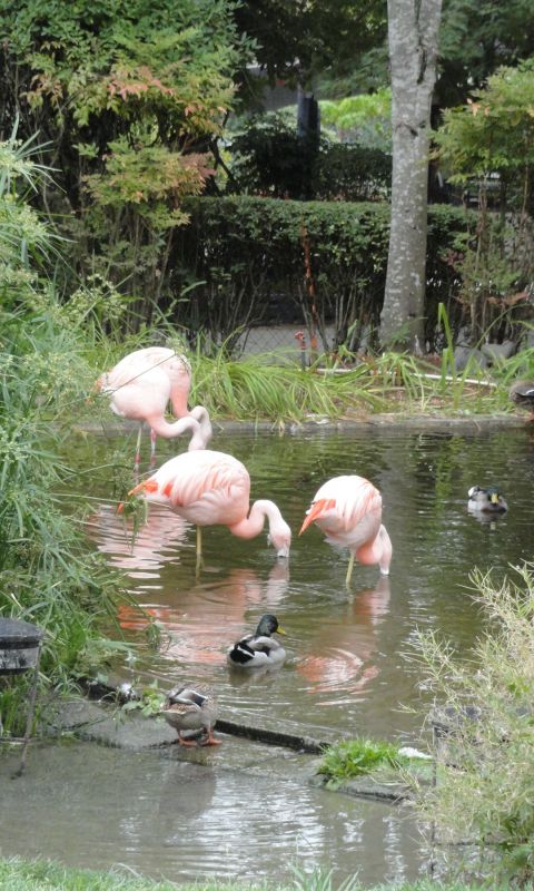 Animals