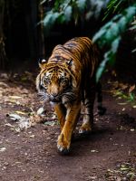 Animals