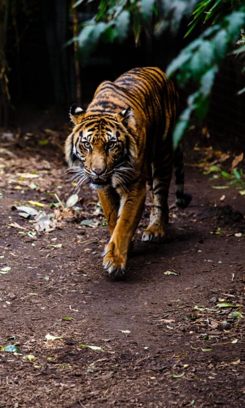 Animals