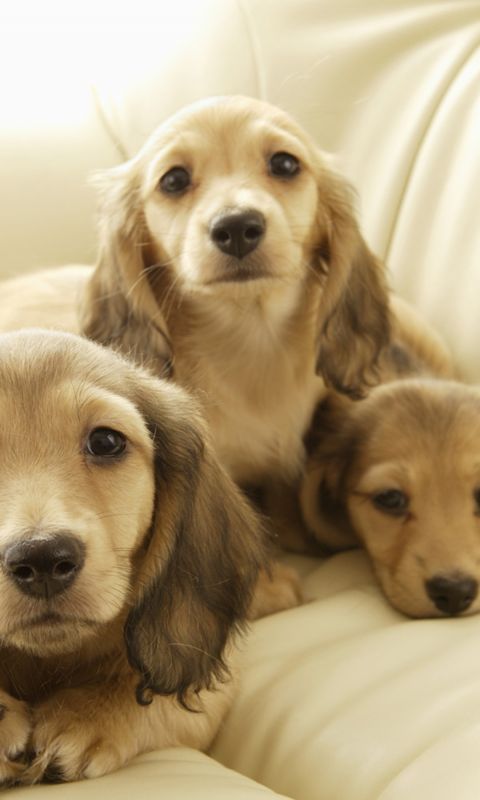 Animals