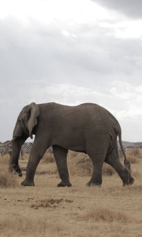 Animals