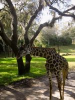 Animals
