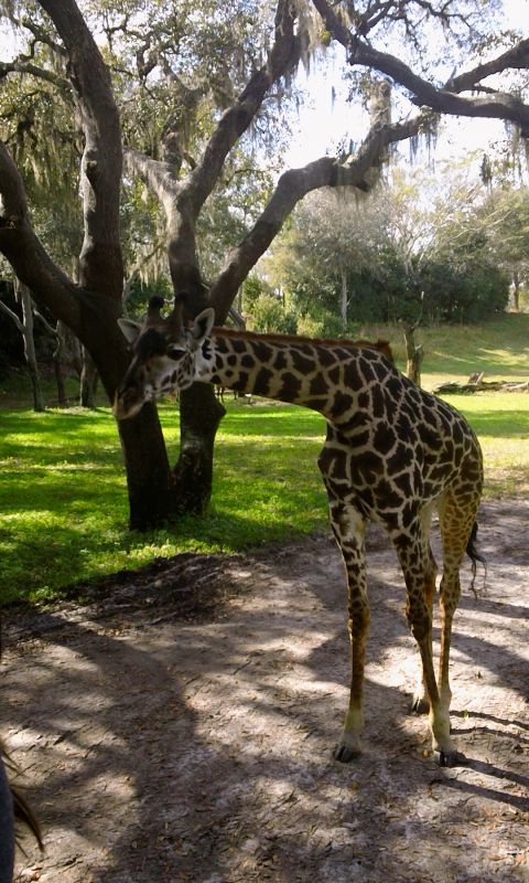 Animals