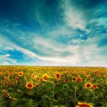 Sunflowers GTBhYPeE
