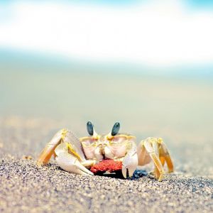 My Galaxy S  Wallpaper HD Animals