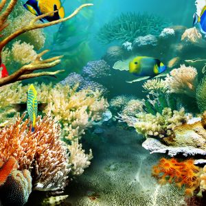 Tropical Fish A