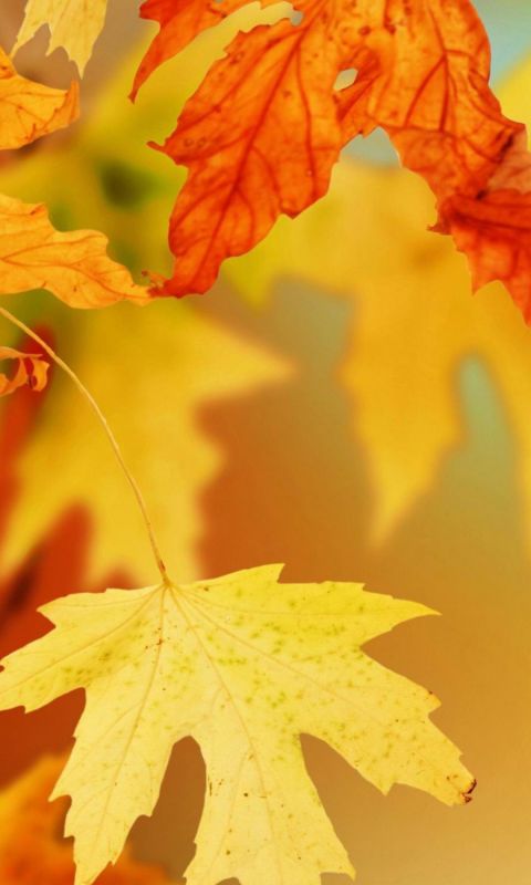 Yellow Autumn Leaves     X