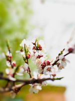 Free Wallpapers Download Hd Mobile Sony Nokia S  S  Note  Note  Note  Htc Samsung Lg Cherry Tree     X