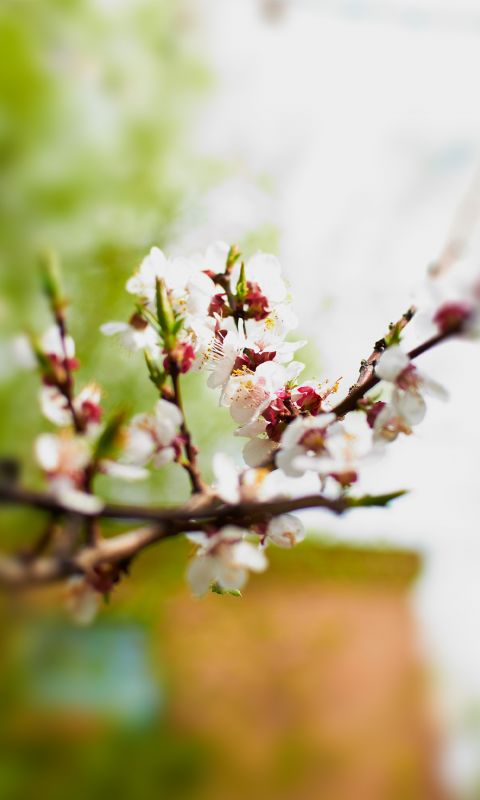 Free Wallpapers Download Hd Mobile Sony Nokia S  S  Note  Note  Note  Htc Samsung Lg Cherry Tree     X