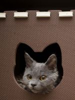 Funny Cat Wallpaper