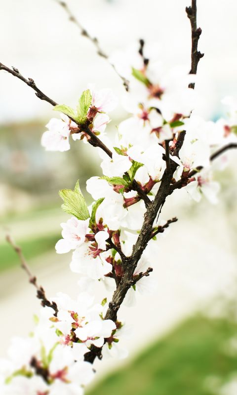 Wallpaper Apple Branch Galaxy S