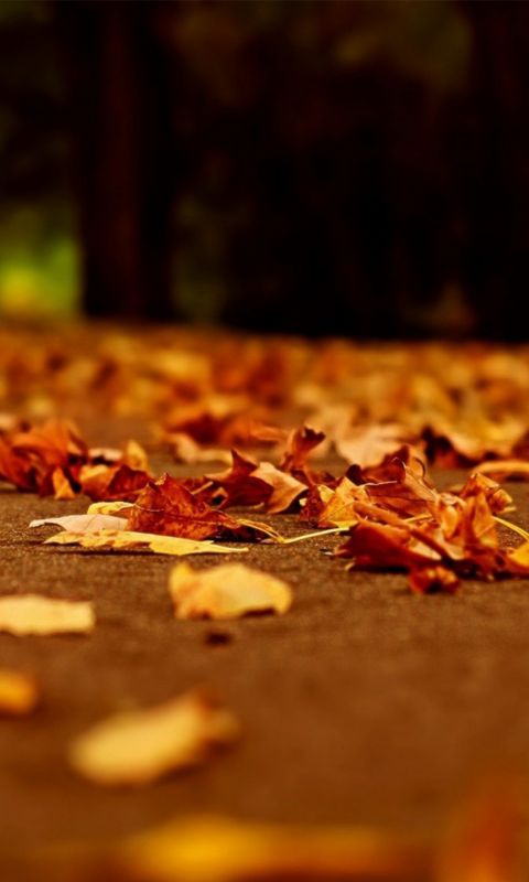 Natur Hintergrundbilder