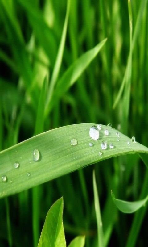 Water droplets on leaf