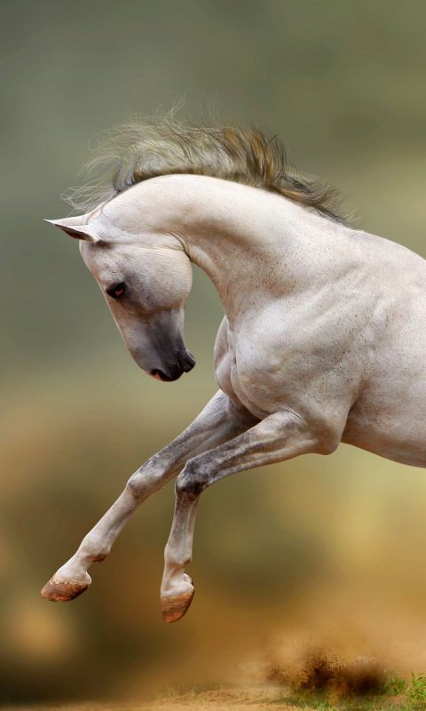 White Horse