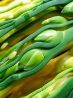 Abstract Plant    X