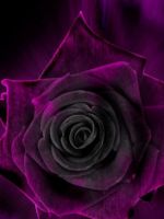 Download Rose        Abstract Mobile Wallpapers    X