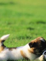 Grass Puppies Soccer Balls     X
