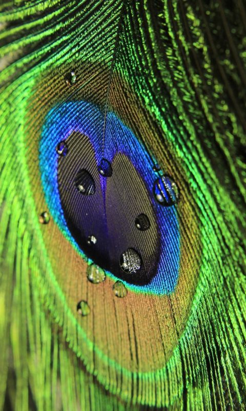 Peacock Plumage