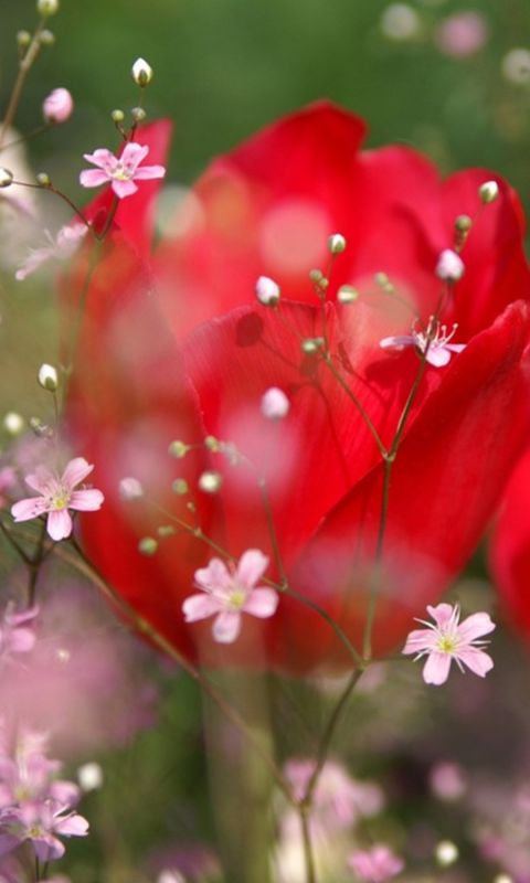 X     Beautiful Roses Wallpaper
