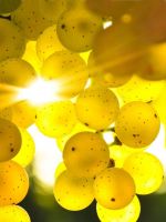 Samsung Yellow Flowers Mobile Phone Wallpapers Hd     X