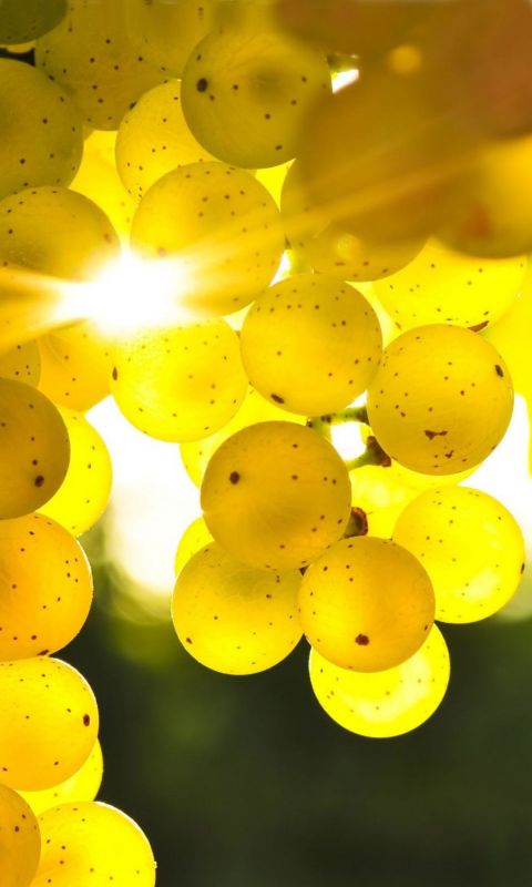 Samsung Yellow Flowers Mobile Phone Wallpapers Hd     X