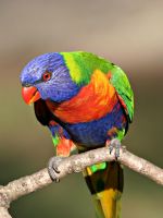 Most Beautiful Bird Wallpaper Hd     X