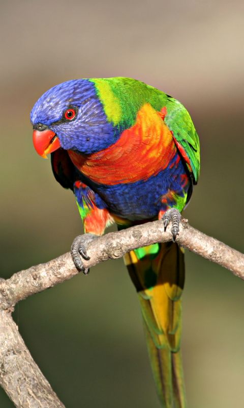 Most Beautiful Bird Wallpaper Hd     X