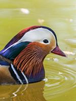 Beautiful Mandarin Duck Hd Wallpaper     X