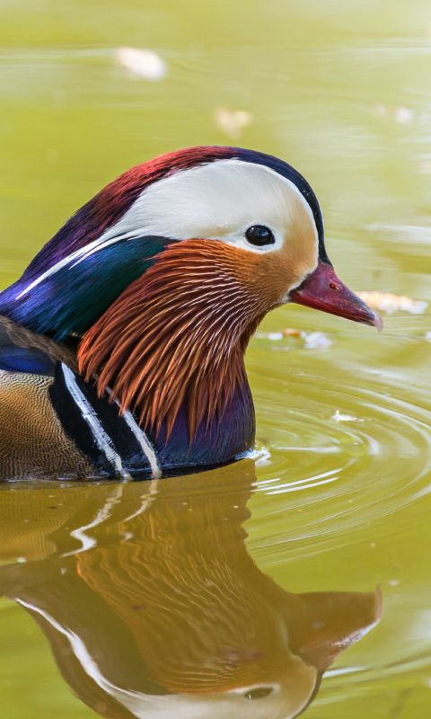 Beautiful Mandarin Duck Hd Wallpaper     X