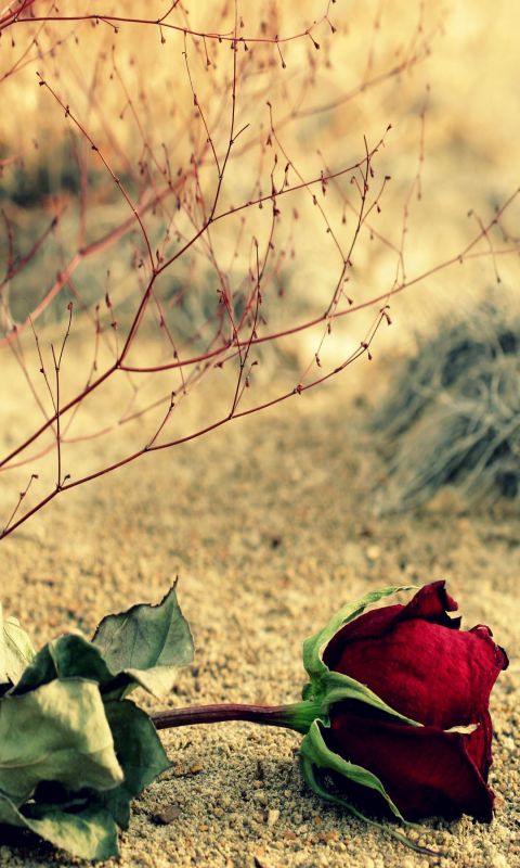 Beautiful Rose Background