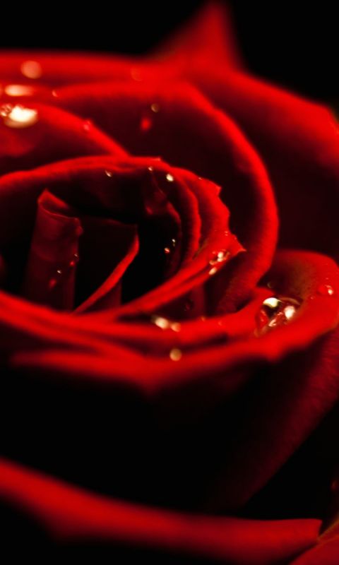 Z Wallpaper Full Hd      X      Smartphone Amazing Red Rose