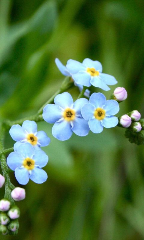 Blue Flowers IPhone Wallpapers