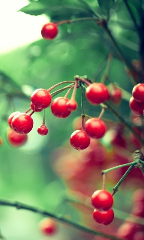 Nature Samsung Galaxy S  Wallpaper