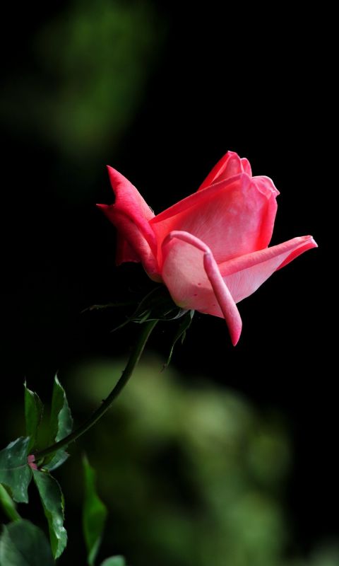 Beautiful Roses Flowers Wallpapers Pictures