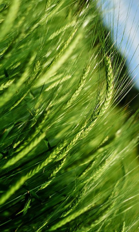 Beautiful Green Grass